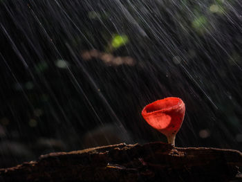 Take a picture of a cute mushroom in the forest.