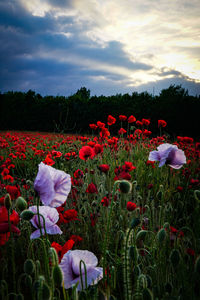 Poppy flowers on field against sky