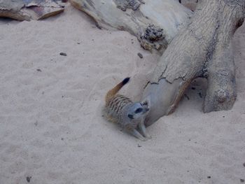 High angle view of meerkat by log on sand