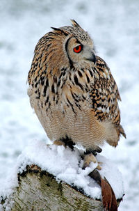 Close-up of bird perching on snow