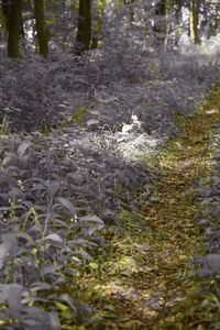 Pond in forest