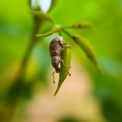 Close-up of insect on leaf