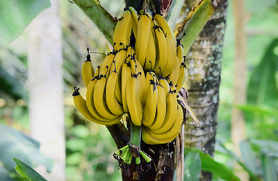 Ripe bananas on the tree, ripe bananas in the garden, this picture was taken in the banana garden