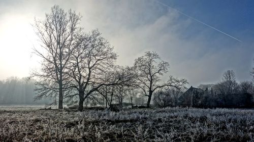 Bare trees on field against sky