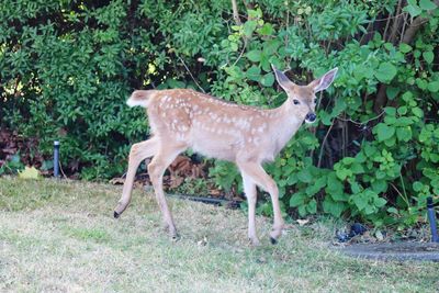 Deer standing in grass