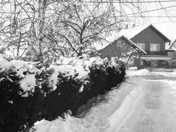 Bare trees by house during winter