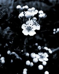 Close-up of white flowers