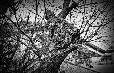 Low angle view of bare trees