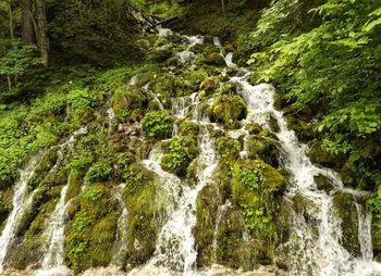 View of waterfall in forest