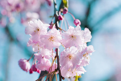 Spring cherry blossom. background of cherry bokeh flowers, pastel 