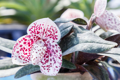 Close-up of pink flowering plant