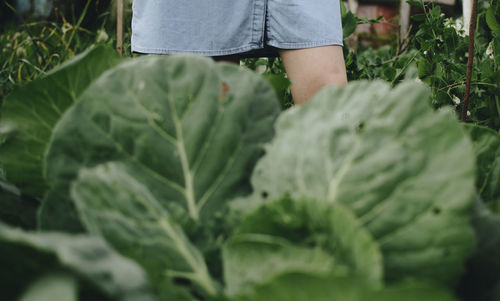 Midsection of person standing in farm