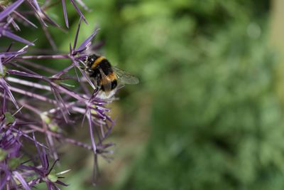 Close-up of bee on purple flower