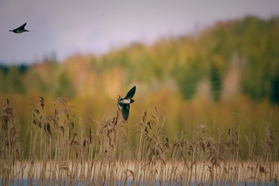 Bird flying over a field