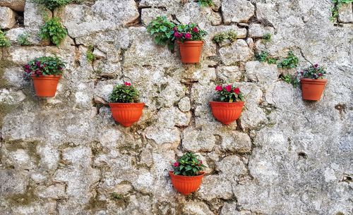 Potted plants hanging on wall