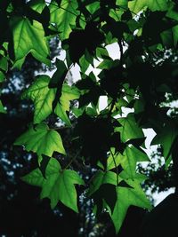 Close-up of leaves on tree