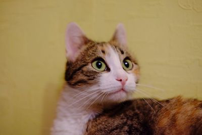 Close-up portrait of cat