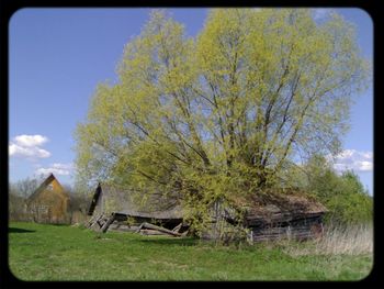 Trees on grassy field