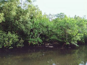 Scenic view of lake in forest