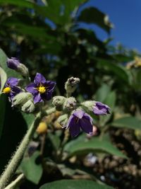 Close-up of purple flowers blooming outdoors
