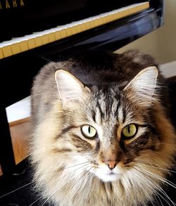 Portrait of cat