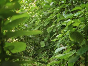 Full frame shot of fresh green leaves on field