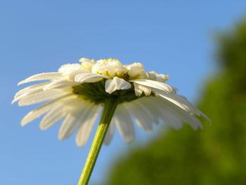 Close-up of white flowers blooming against clear sky