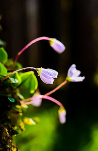 Close-up of purple flowering plant