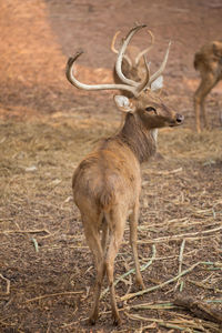 Deer standing on field