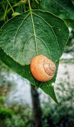 Close-up of snail on plant