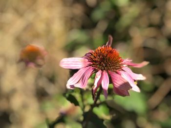 Close-up of coneflowers blooming outdoors