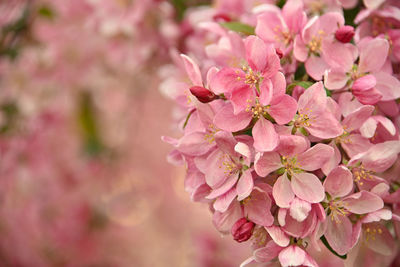 Close-up of pink cherry blossoms