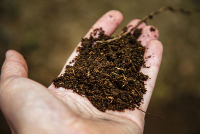 Close-up of hand holding plant