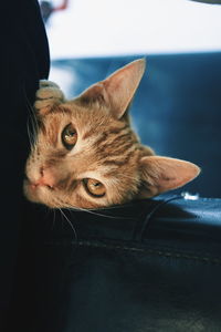 Close-up portrait of cat relaxing on sofa at home