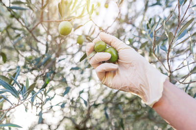 Low angle view of hand holding fruit tree
