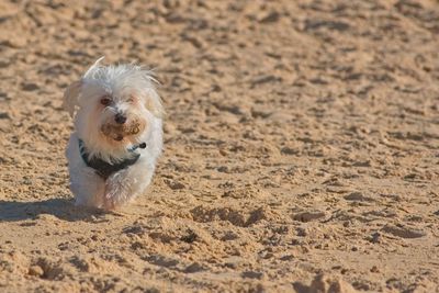 Portrait of dog running on sand