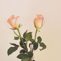 Close-up of flowers against white background