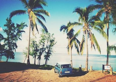 Palm trees on beach