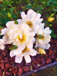 Close-up of white flowers