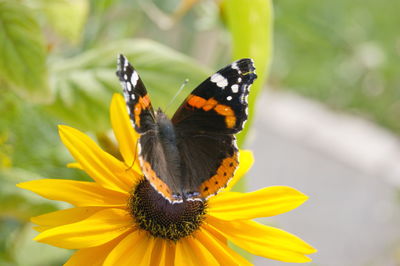 Red admiral butterfly- vanessa atalanta.