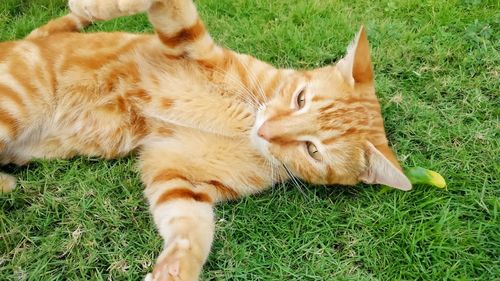 Cat lying on field