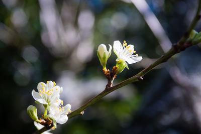 Close-up of white flowering plant