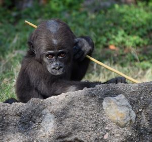 Portrait of black baby gorilla