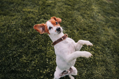 Dog running in a field