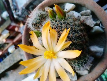 Close-up of yellow flower