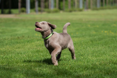 Dog looking away on field