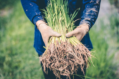 Midsection of man showing plants on field