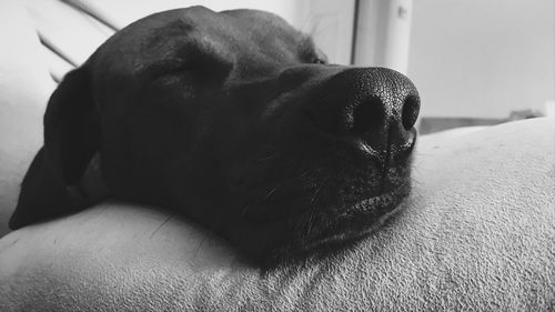 Close-up of dog relaxing on bed at home