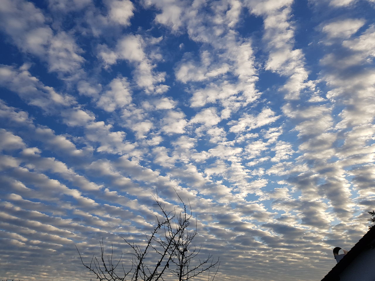 LOW ANGLE VIEW OF TREE AGAINST SKY