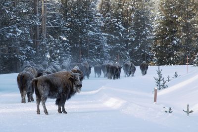 Horses on snow covered field